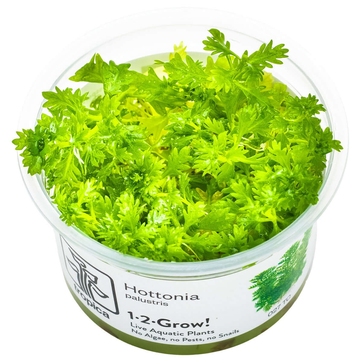 Tropica 027 Tissue Culture - Hottonia palustris in a closed cup, showcasing vibrant green aquatic plant leaves.