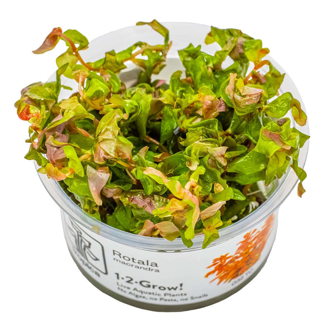 Tropica 032 Tissue Culture - Rotala macrandra aquarium plant in a closed cup, showcasing vibrant green and red leaves.