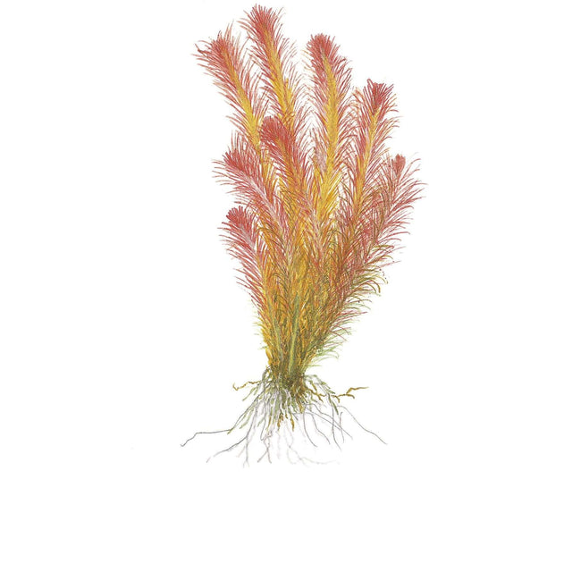 Tropica 032A Tissue Culture - Rotala wallichii aquatic plant with vibrant red tips in tissue culture cup.