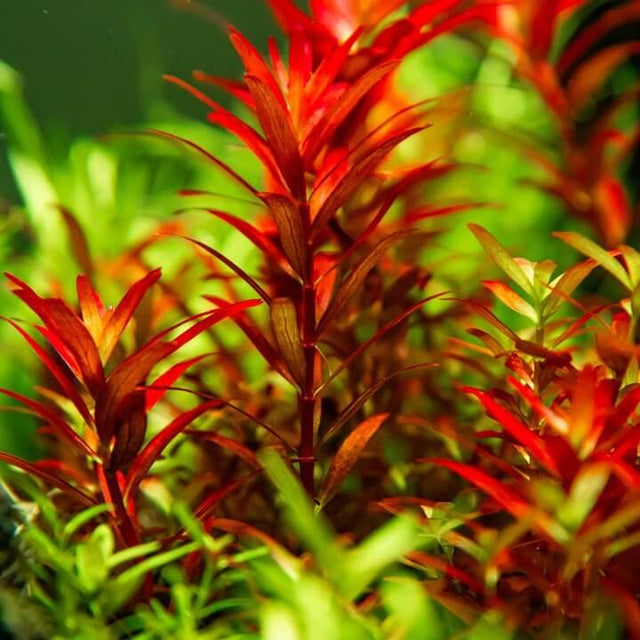 Tropica 032D Tissue Culture Rotala Rotundifolia Blood Red aquarium plant in vibrant red and green foliage.