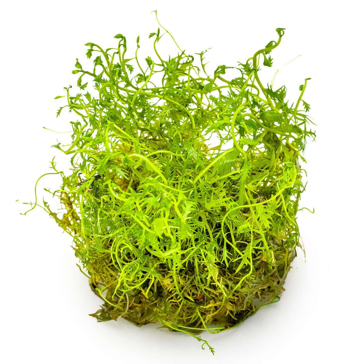 Tropica 037C Tissue Culture - Proserpinaca palustris Cuba aquarium plant in tissue culture cup.