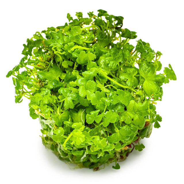 Tropica 039B Tissue Culture - Hydrocotyle tripartita aquarium plant in tissue culture closed cup.