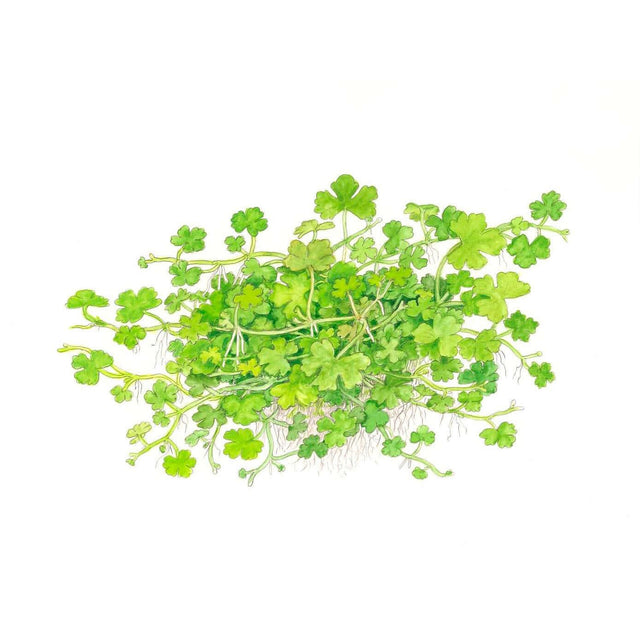 Tropica 039B Tissue Culture - Hydrocotyle tripartita aquarium plant with small green leaves.