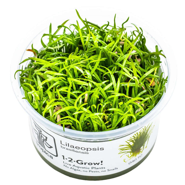 Tropica 040 Tissue Culture - Lilaeopsis brasiliensis in a closed cup for aquarium planting.