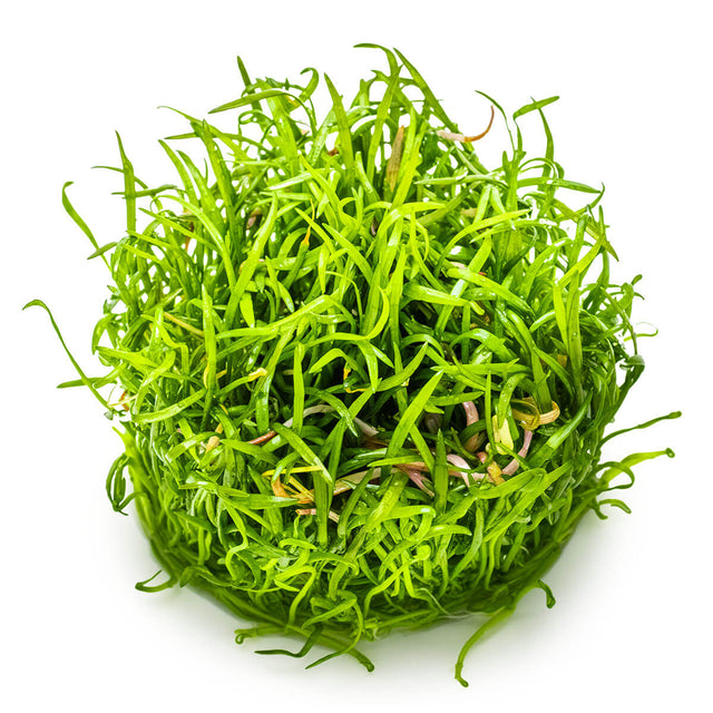 Tropica 040 Tissue Culture - Lilaeopsis brasiliensis aquarium plant in tissue culture cup.