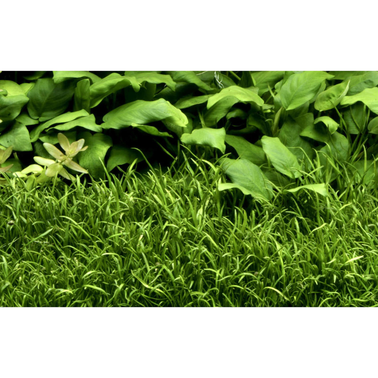 Tropica 040 Tissue Culture - Lilaeopsis brasiliensis aquatic plant growing in lush green aquarium setting.