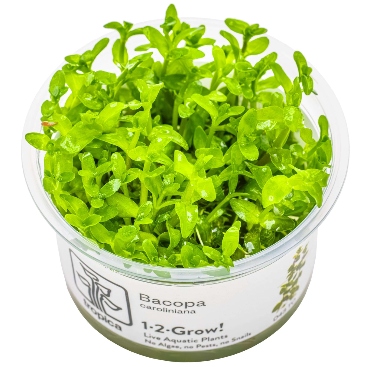 Tropica 043 Tissue Culture - Bacopa caroliniana aquatic plant in tissue culture cup for aquarium use.