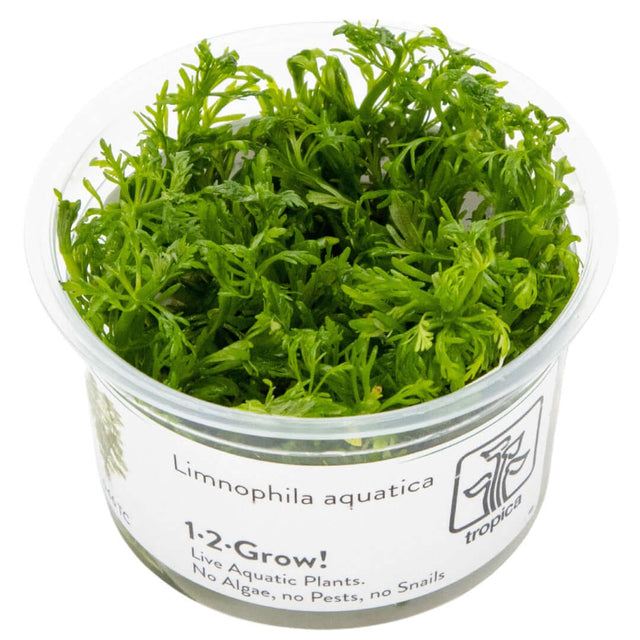 Tropica 046 Tissue Culture - Limnophila aquatica aquarium plant in a cup, featuring lush green finely branched leaves.