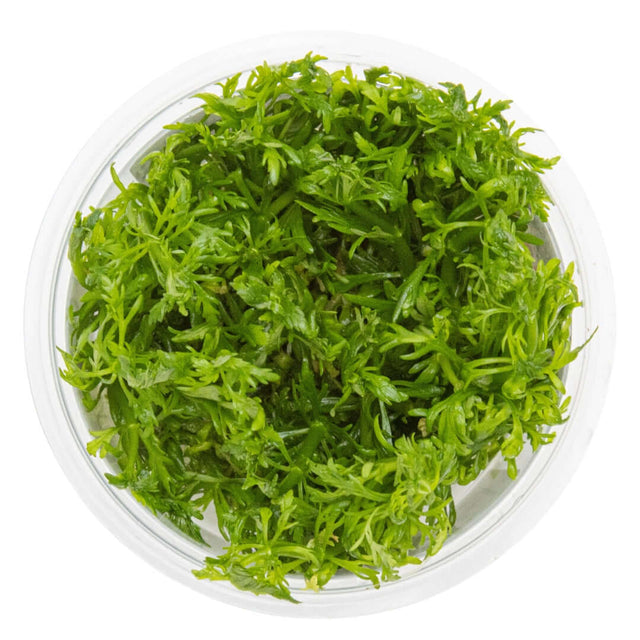 Tropica 046 Tissue Culture - Limnophila aquatica in clear cup, vibrant light-green leaves, aquarium plant.