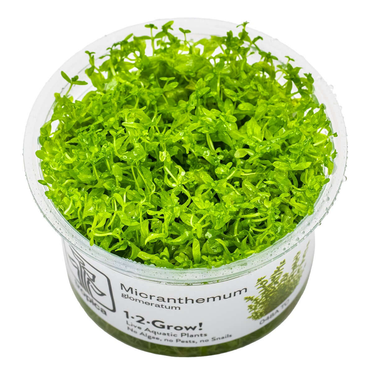 Tropica 048A Tissue Culture - Hemianthus micranthemoides aquarium plant in closed cup, showcasing vibrant green growth.