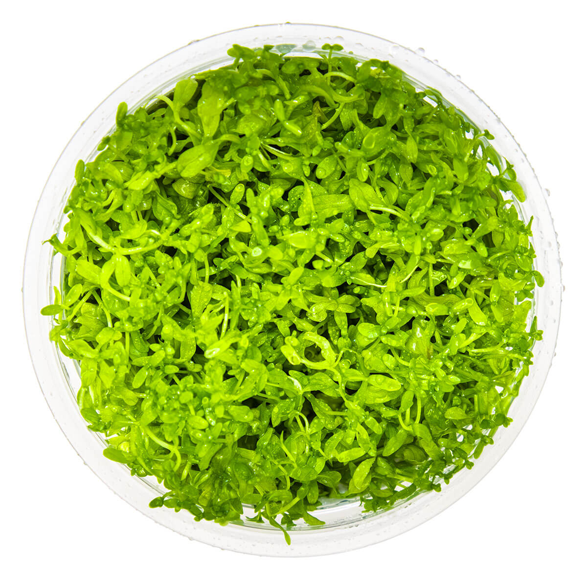 Tropica 048A Tissue Culture - Hemianthus micranthemoides aquarium plant in tissue culture cup.