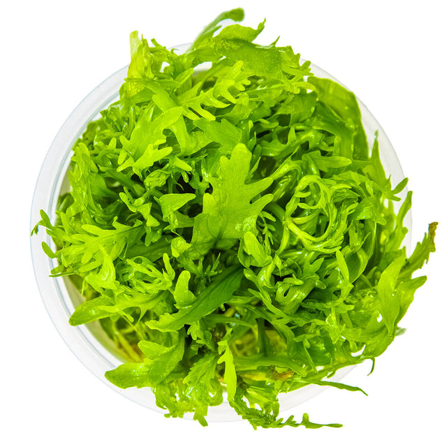 Tropica 051D Tissue Culture - Hygrophila odora in a closed cup, vibrant aquarium plant with lush green foliage.