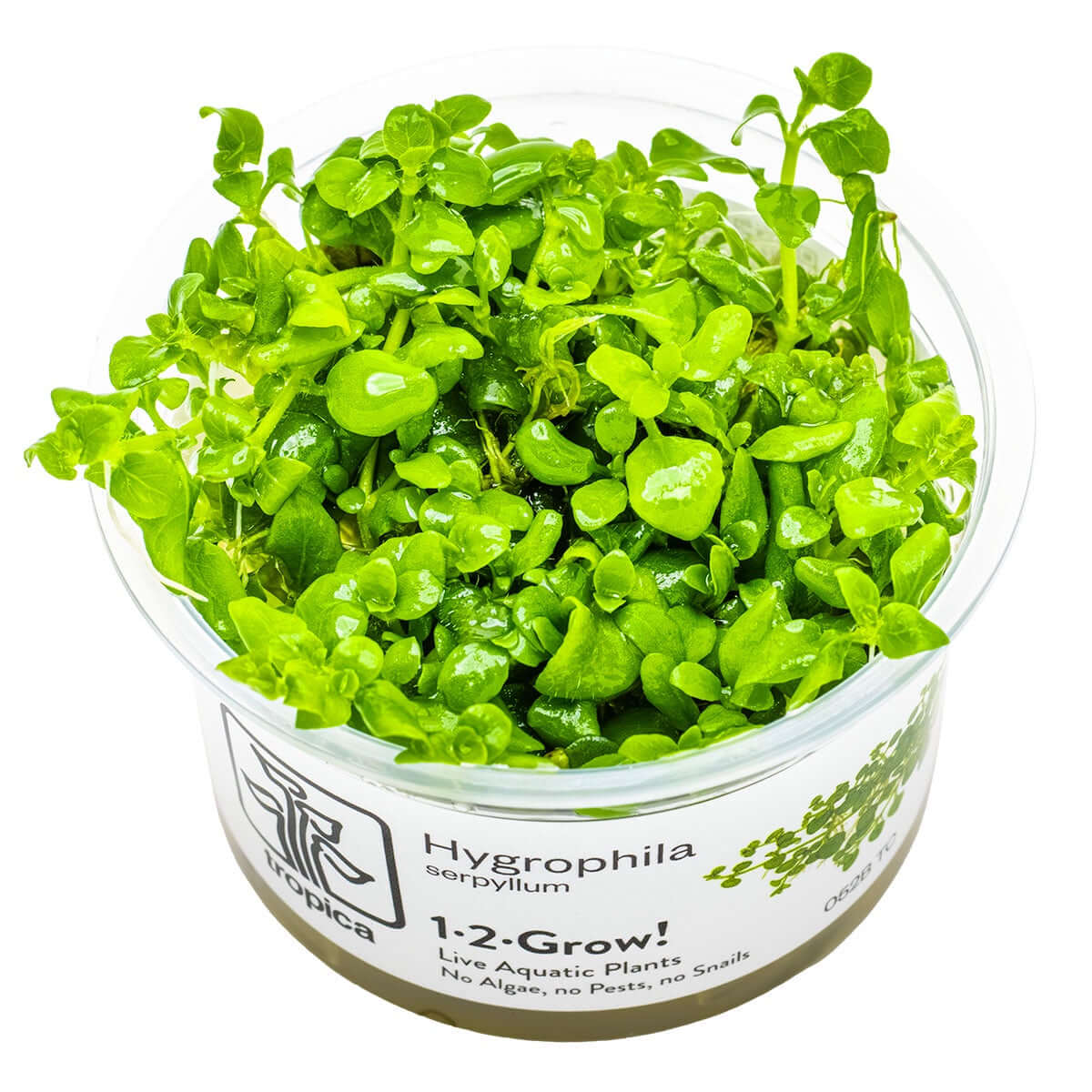 Tropica 052B Tissue Culture - Hygrophila serpyllum in closed cup, showcasing lush green foliage for aquariums.