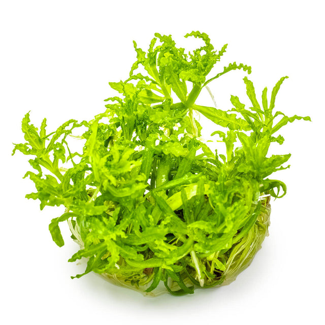 Tropica 053H Tissue Culture - Pogostemon helferi aquarium plant in tissue culture closed cup.