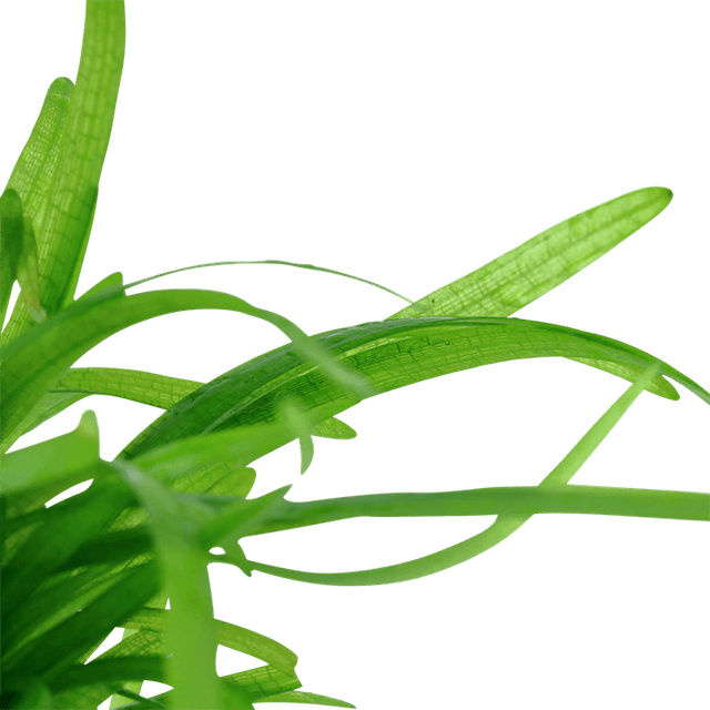 Close-up of vibrant green aquatic plants with long, slender leaves, enhancing natural aquarium beauty.