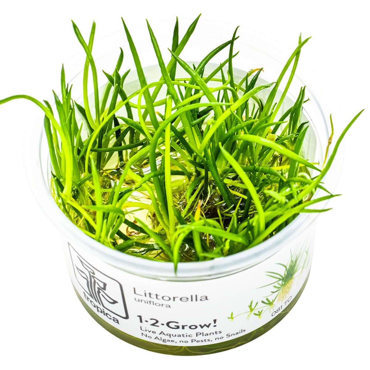 Tropica 081 Tissue Culture - Littorella uniflora in a clear cup, showcasing healthy aquatic plant growth.
