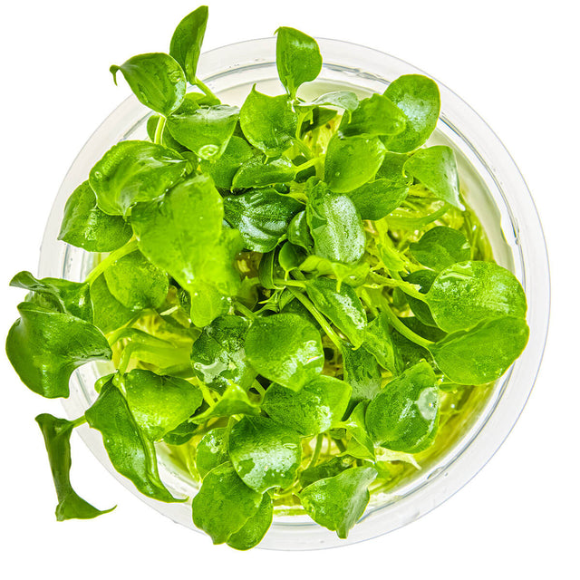 Tropica 102 Tissue Culture - Schismatoglottis prietoi aquatic plant in a closed cup, with vibrant green leaves.