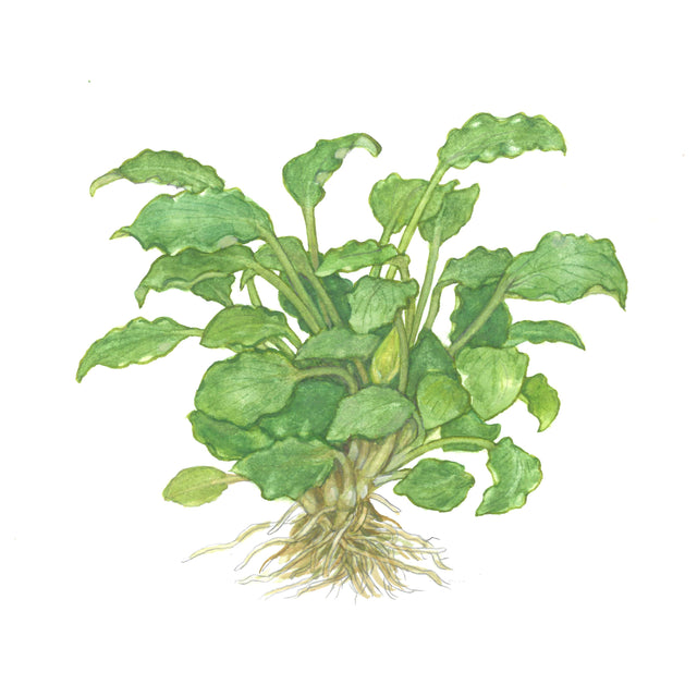 Tropica 102 Tissue Culture - Schismatoglottis prietoi plant with green leaves and visible roots.