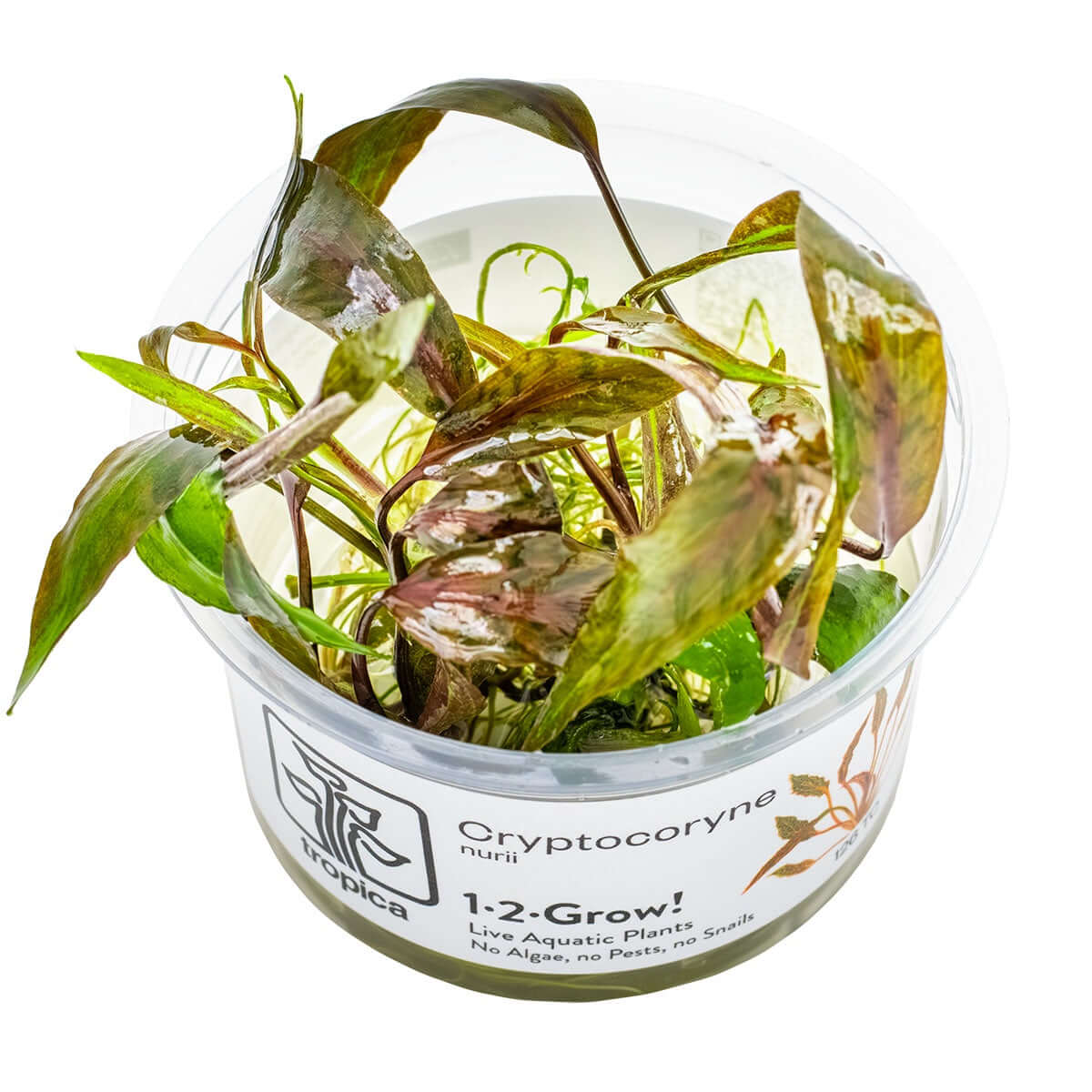 Tropica 126 Tissue Culture - Cryptocoryne nurii live aquatic plant in a clear cup.