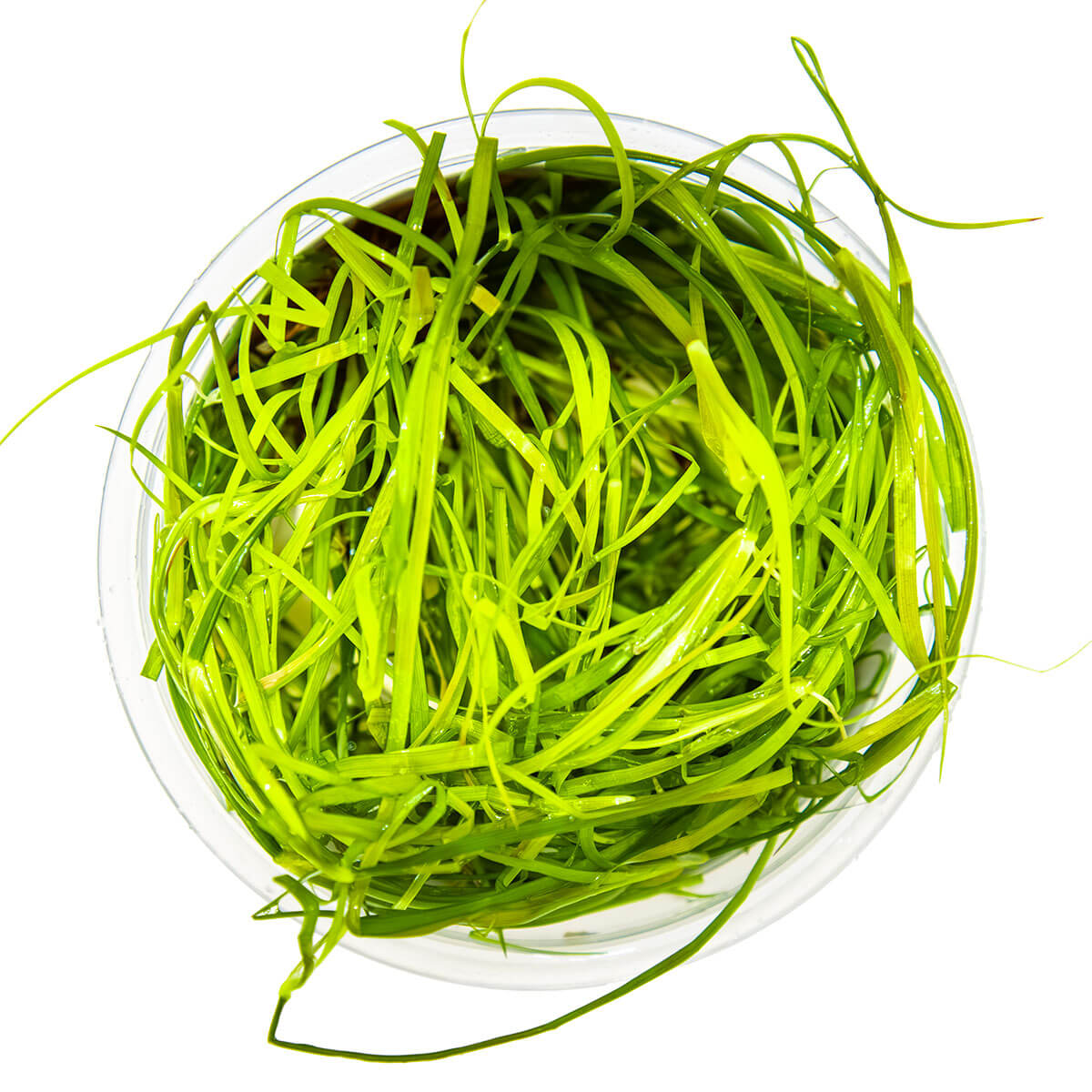 Tropica 133F Tissue Culture - Juncus Repens in a clear container with vibrant green grass-like leaves.