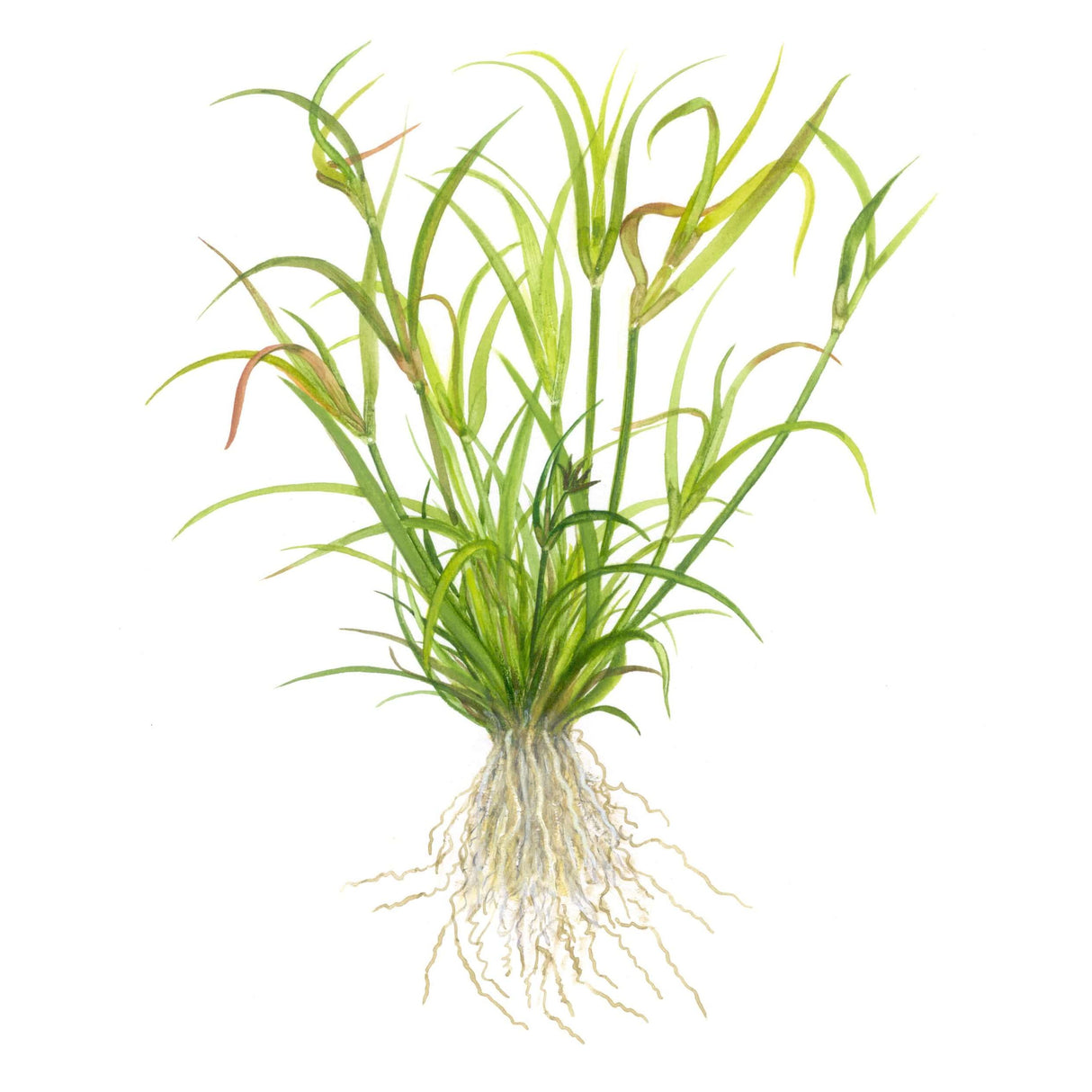 Tropica 133F Tissue Culture - Juncus Repens, showcasing its grass-like structure and roots.