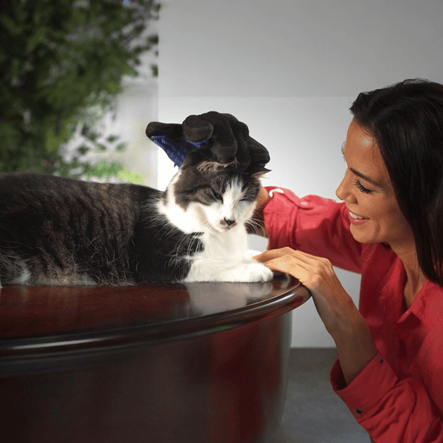 TrueTouch Deshedding Glove for Gentle Pet Grooming in use on a cat with a happy owner.