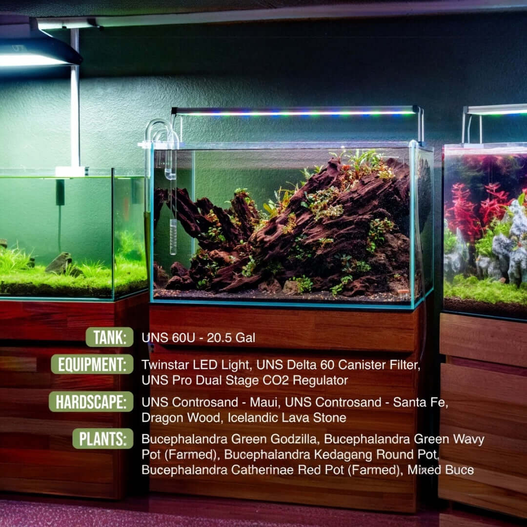 A well-set freshwater aquarium featuring UNS Controsand Maui, rocks, and various aquatic plants under LED lighting.