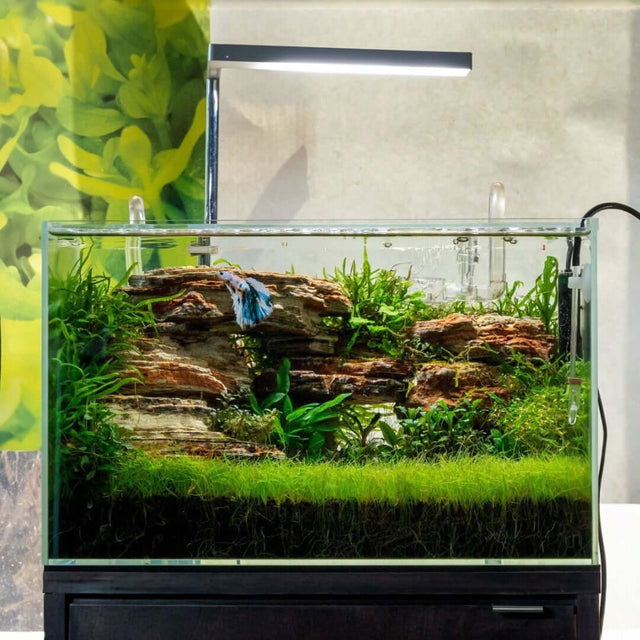 Planted aquarium with UNS Controsoil Black substrate, featuring lush greenery and rocky landscape.