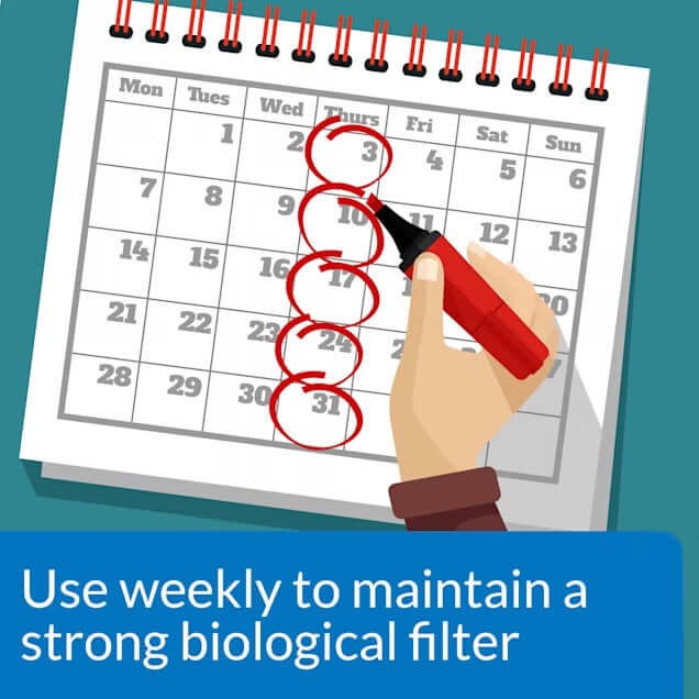 Illustration of a calendar with marked dates reminding to use API Stress Zyme Plus weekly for aquarium maintenance.