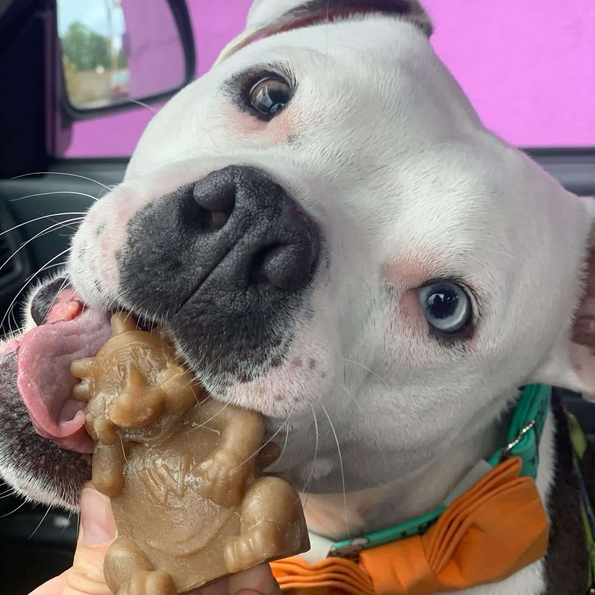 Happy dog enjoying a Whimzees Hedgehog dog treat, showcasing its playful expression in a car.