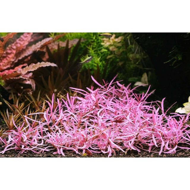 Vibrant pink aquatic plants thriving in a lush planted aquarium environment.