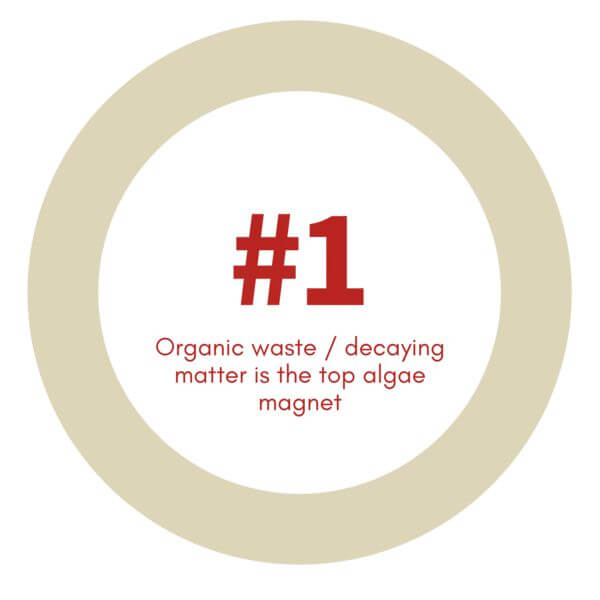 Organic waste is the top algae magnet infographic highlighting the importance of waste management in algae control.