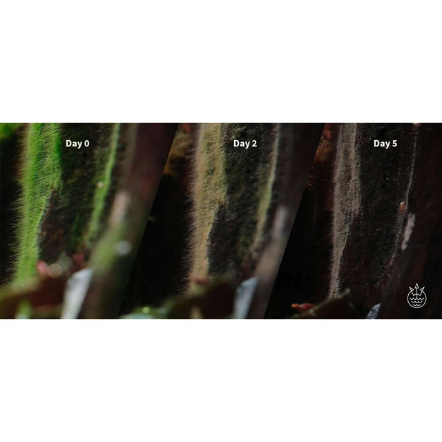 Comparison of algae growth over time using APT Fix Advance Algae Treatment: Day 0, Day 2, and Day 5.