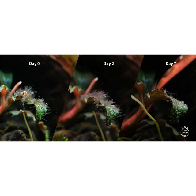 Progression of plant health over seven days using APT Fix Advance Algae Treatment, showing improvement on Day 0, Day 2, and Day 7.