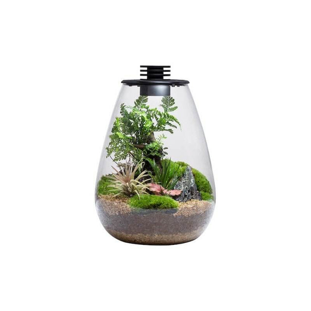 Bioloark Bio Bottle Terrarium with LED light, featuring diverse plants and moss in a glass container.