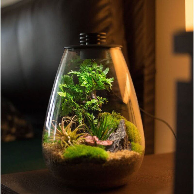 Bioloark Bio Bottle Terrarium with LED light showcasing lush greenery and natural decor inside a stylish glass container.