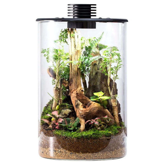 Bioloark Bio Cylinder Terrarium with LED light, showcasing vibrant plants and natural decor in a glass container.