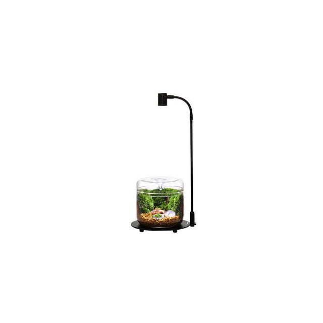 Bioloark DX-03 LED lamp illuminating a mini drip jar terrarium with lush greenery and decorative elements.