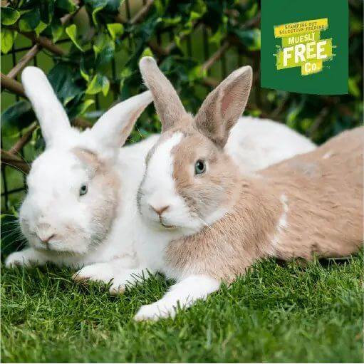 Two rabbits lounging on green grass, promoting Muesli Free Co. for healthy, select-free rabbit diet options.