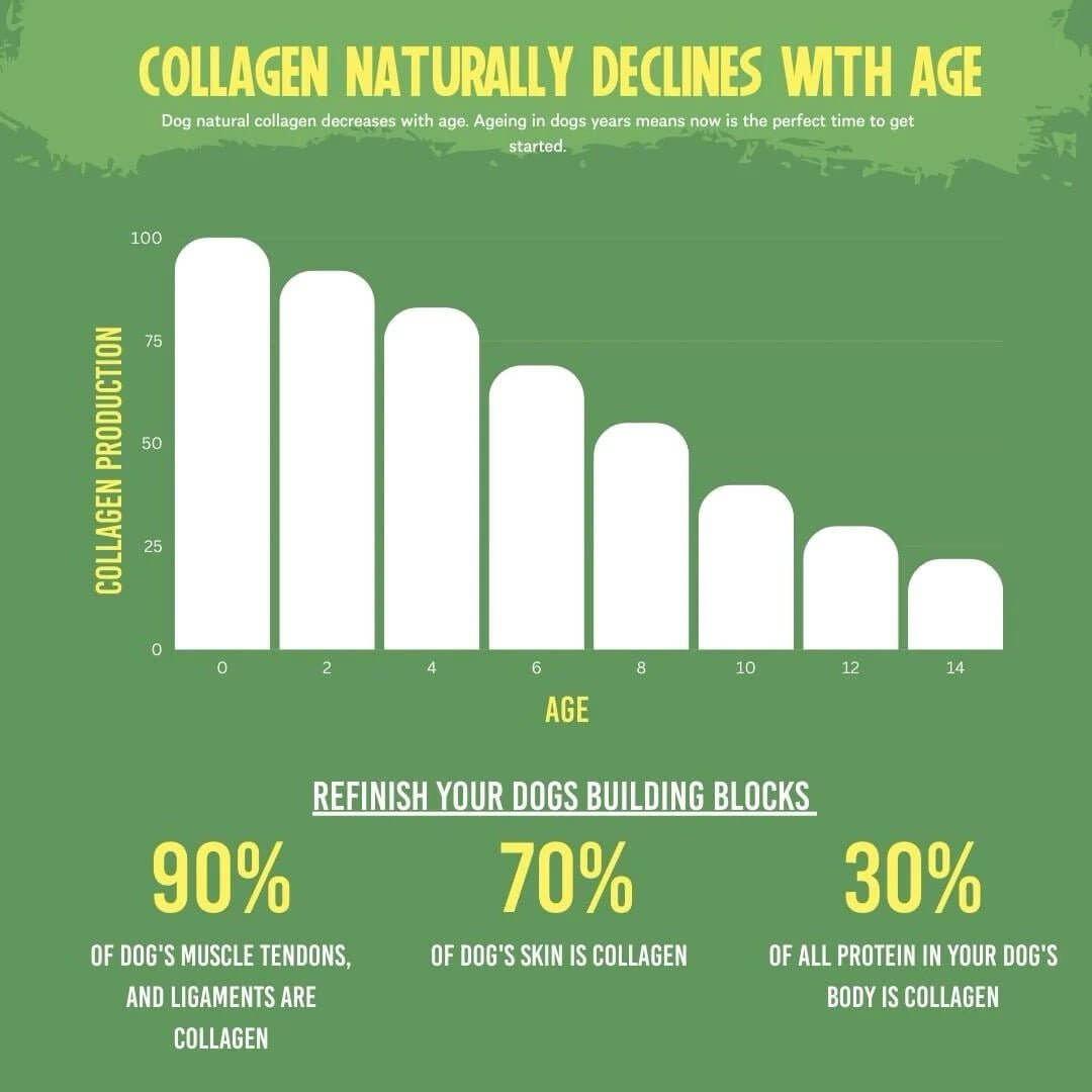 Infographic showing collagen decline in dogs with age, highlighting collagen's role in muscle, skin, and overall health.