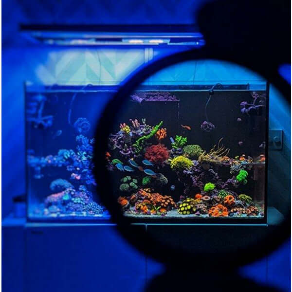 Vibrant coral reef aquarium illuminated with blue light, viewed through a circular polarizing lens.