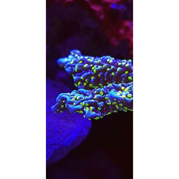 Vibrant blue coral with neon green accents under aquarium lighting, showcasing underwater beauty.
