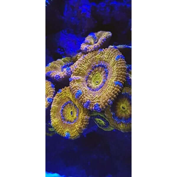 Vibrant coral structure illuminated under blue light in a saltwater aquarium, showcasing detailed textures and colors.