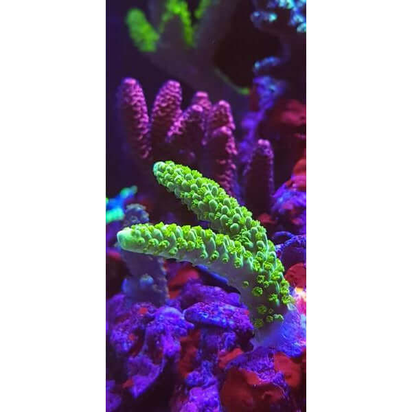 Vibrant green coral with purple background, showcasing the clarity provided by D-D Gen 2 Coral Colour Lens.