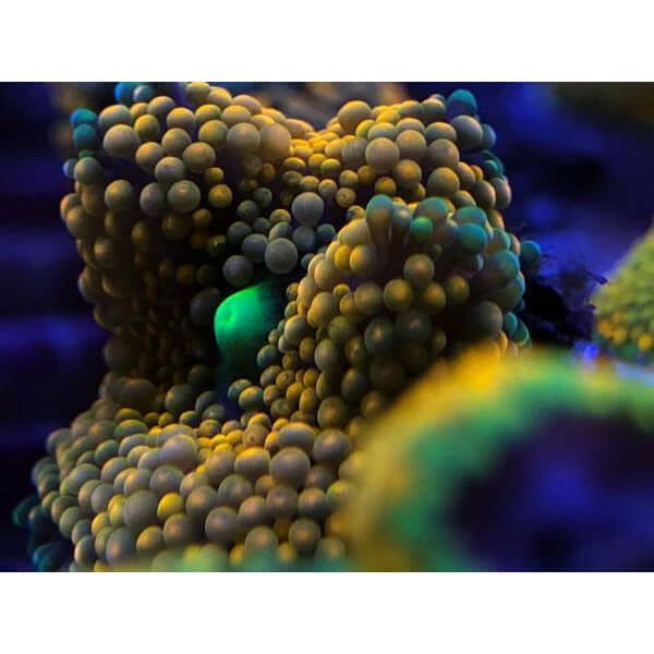 vibrant coral undersea life showcasing textures and colors enhanced by D-D Gen 2 Coral Colour Lens.