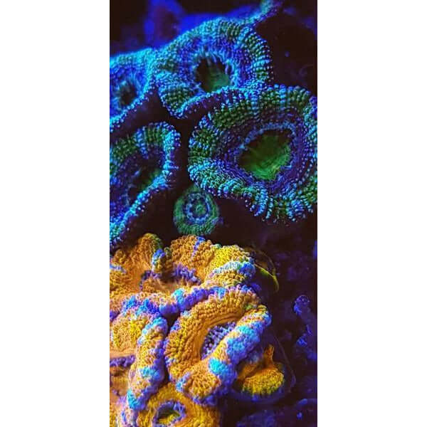 Vibrant coral reef close-up showcasing diverse colors and textures, ideal for aquarium photography using D-D Gen 2 Coral Colour Lens.