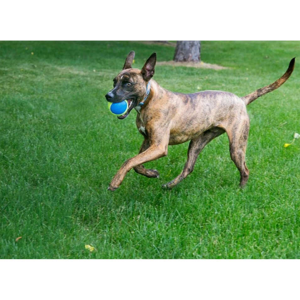 Dog running on grass with a KONG Airdog SqueakAir ultra tennis ball in its mouth, enjoying playtime outdoors.
