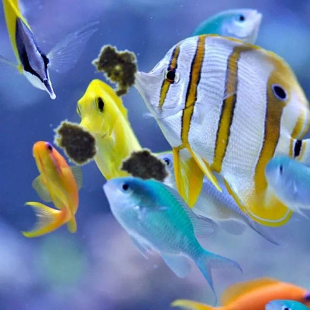 colorful marine fish eating Easy Reefs DKI Marine Masstick Fish Food from the tank's surface.