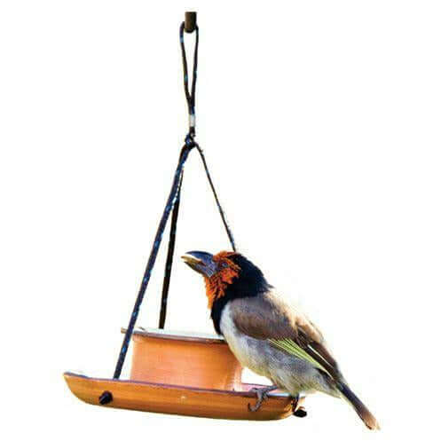 Bird perched on Elaine's Birding Mealworm Feeder, ready to enjoy high-protein treats in a vibrant garden setting.
