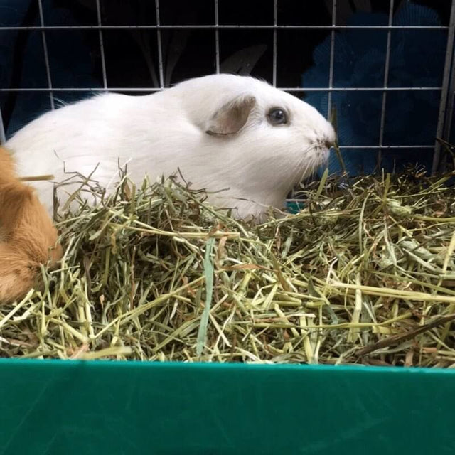 two guinea pigs nestled in fresh timothy hay, showcasing a healthy and natural habitat for small pets.